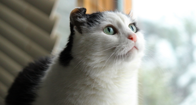 Capturing pets & people.